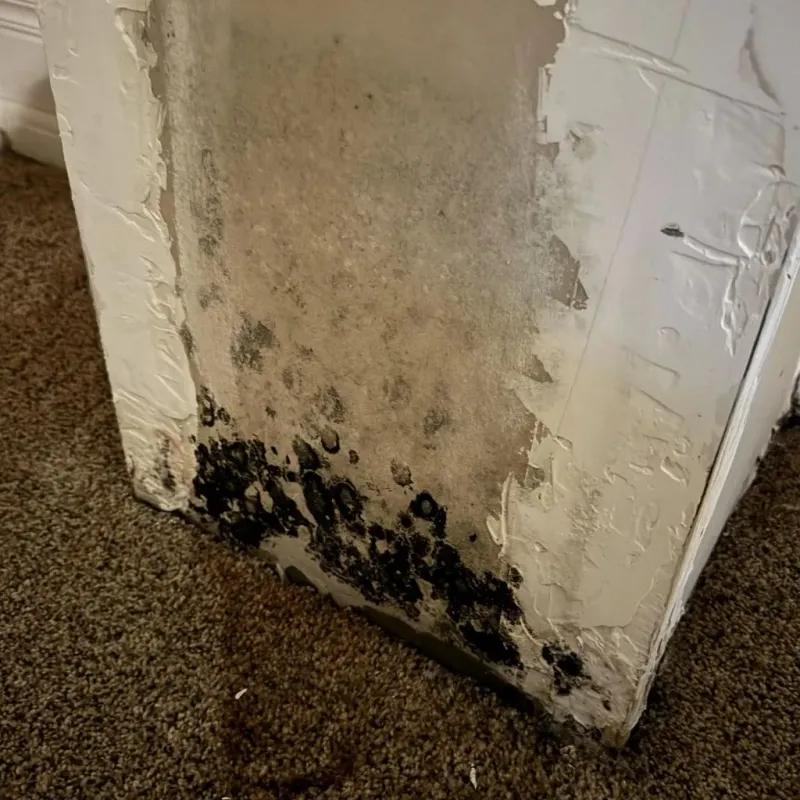 Professional Mold Removal in Central Gardens, TX